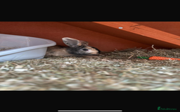 English rabbits for sale: Two female rabbits - Image 3