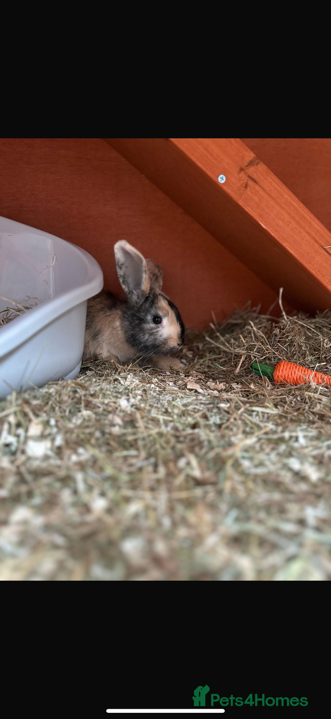English rabbits for sale: Two female rabbits - Image 3