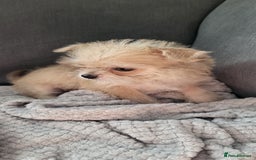 Mixed Breed dogs for sale: Jack russel cross pomeranian puppies  - Image 16