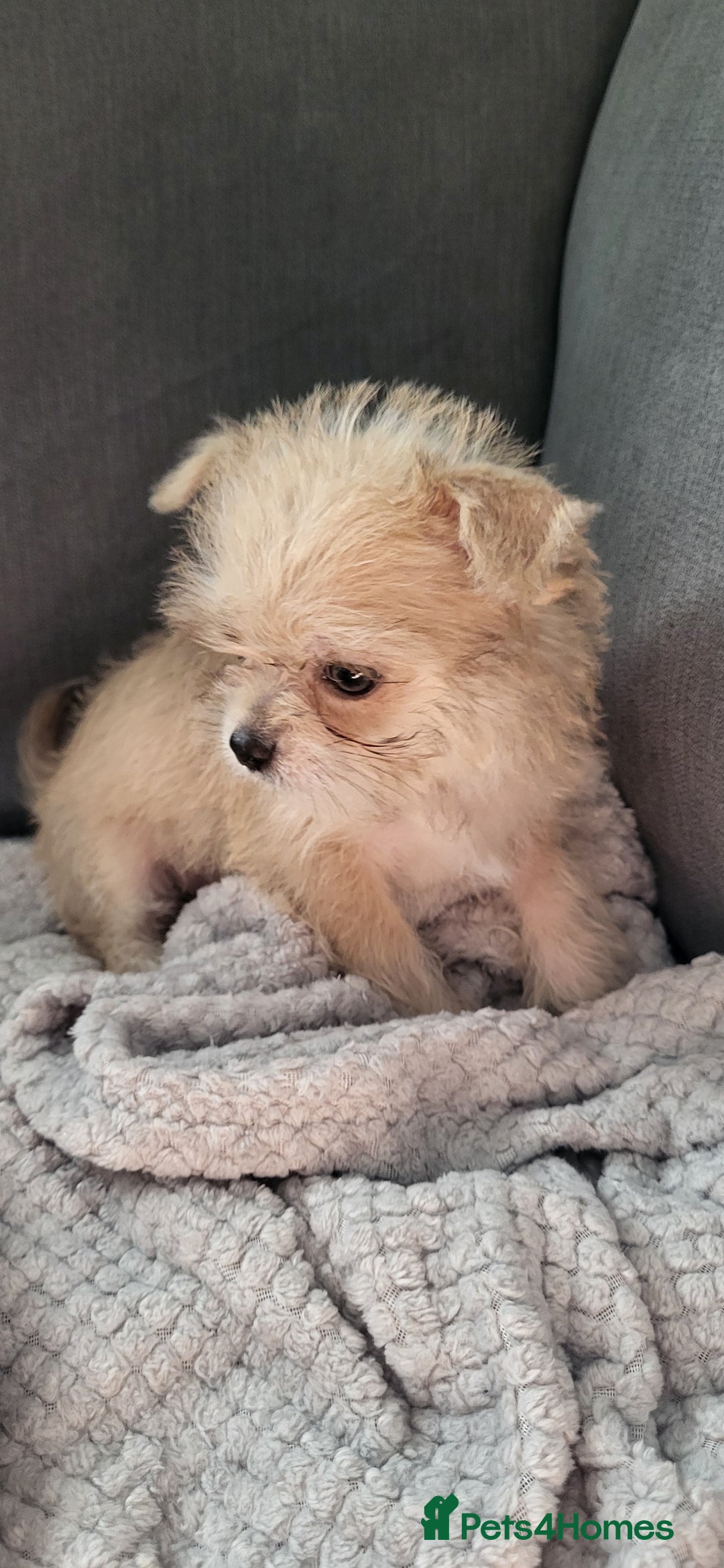 Mixed Breed dogs for sale: Jack russel cross pomeranian puppies  - Image 16