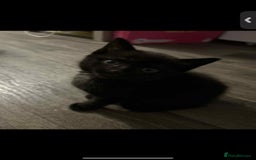 Mixed Breed cats for sale: 7 all black kittens - Image 16