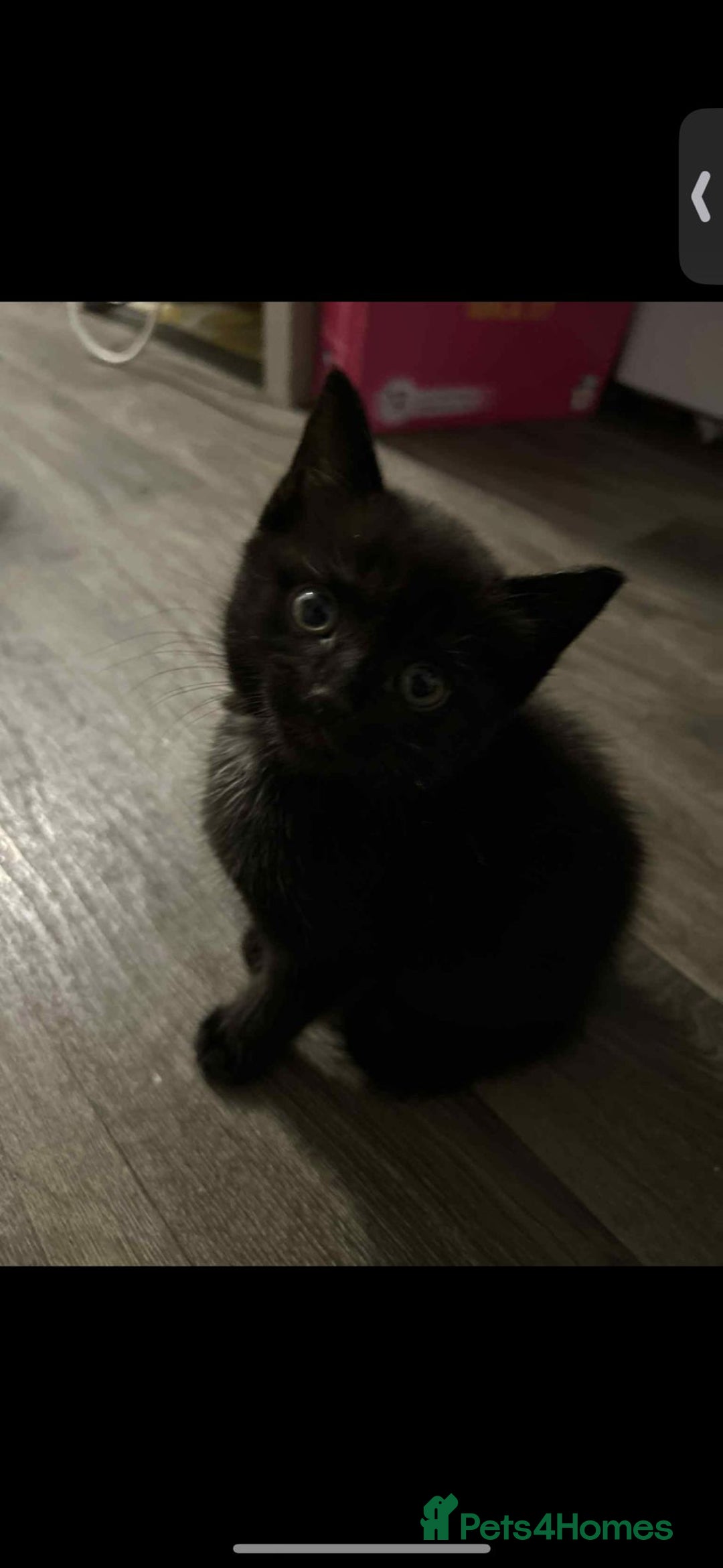 Mixed Breed cats for sale: 7 all black kittens - Image 16