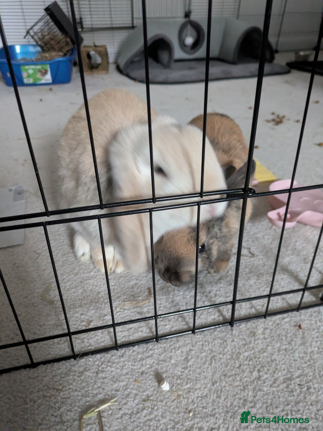 Mixed Breed rabbits for sale: Pair of Bonded Rabbits - Advert 5