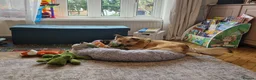 Mixed Breed dogs for adoption: 💙🐶 CACTUS (YANIK) in Preston - Advert 23