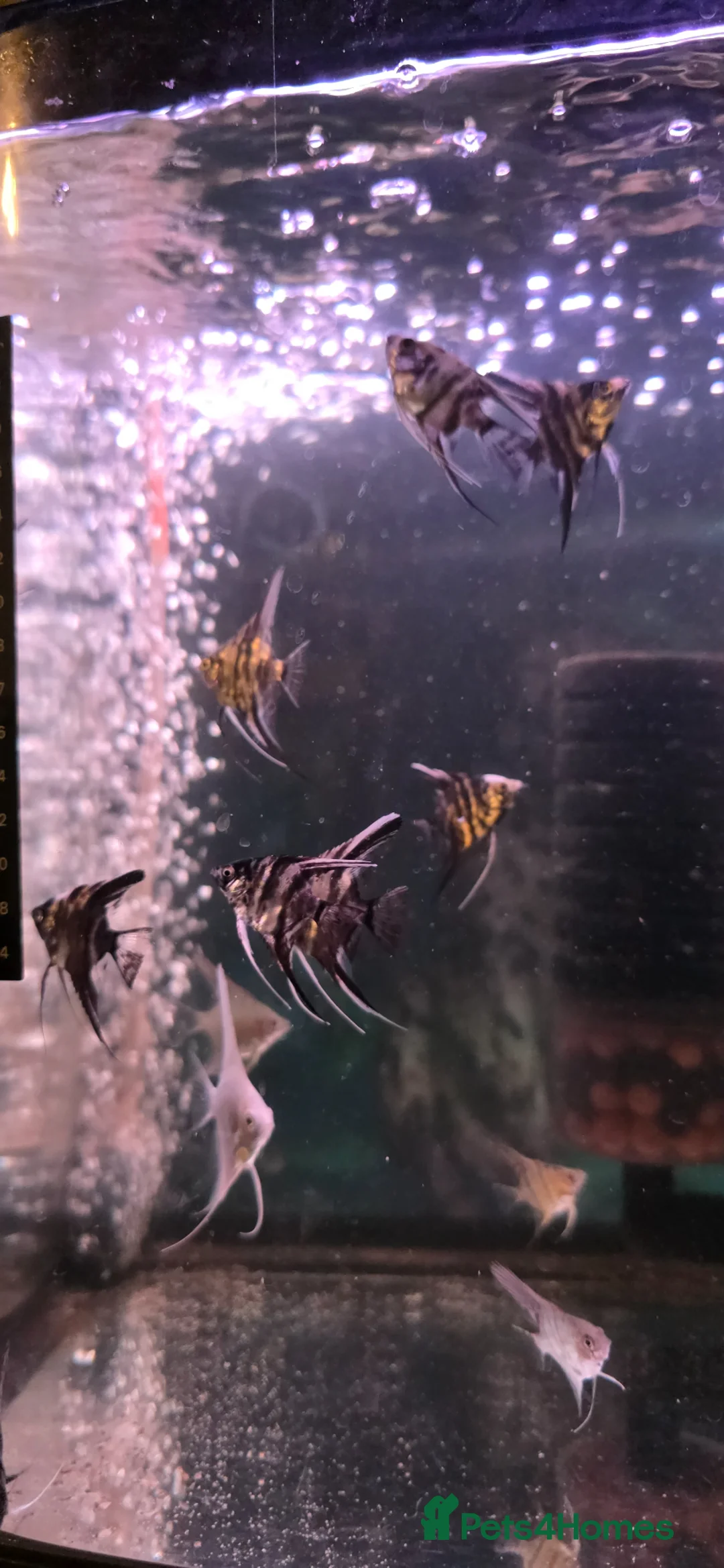 Angelfish fish for sale: Marble Angelfish  in Greenock - Advert 2