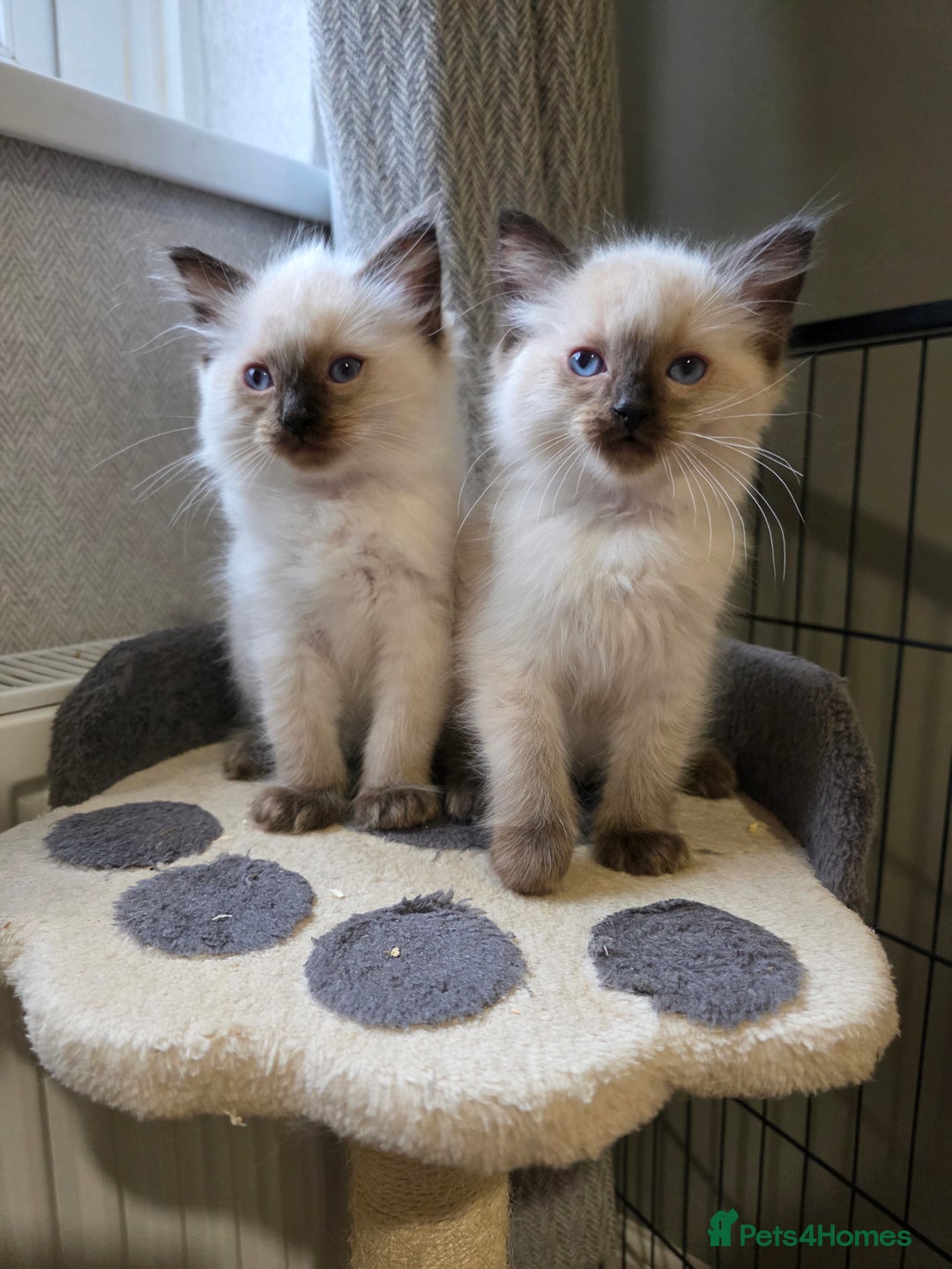 Ragdoll cats for sale: Beautiful Ragdoll kittens  - Image 2