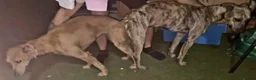 Lurcher dogs for sale: Lurcher pup  - Advert 3