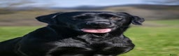 Labrador Retriever dogs for stud: For Stud Black Labrador in Tiverton - Advert 9