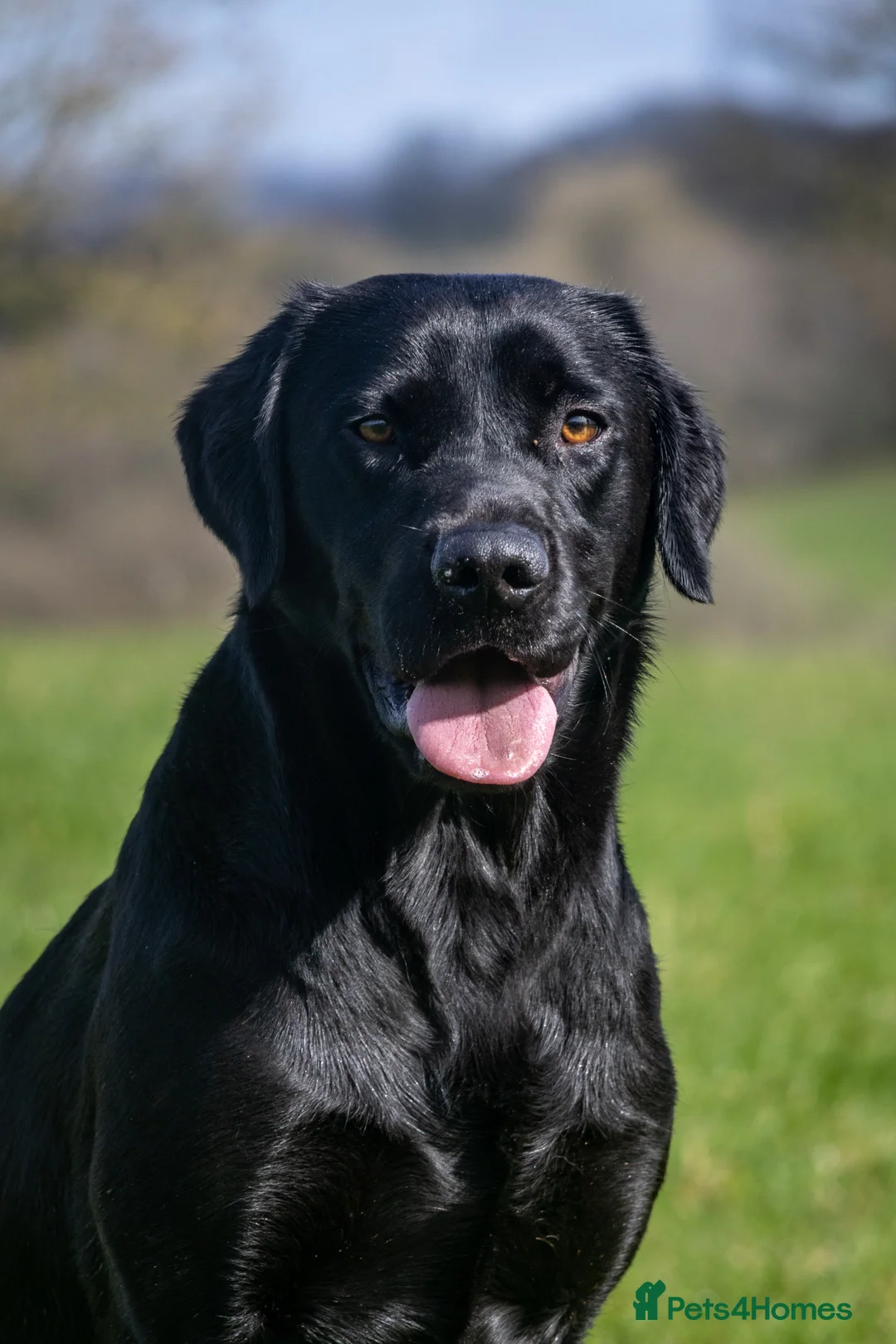 Labrador Retriever dogs for stud: For Stud Black Labrador in Tiverton - Advert 9