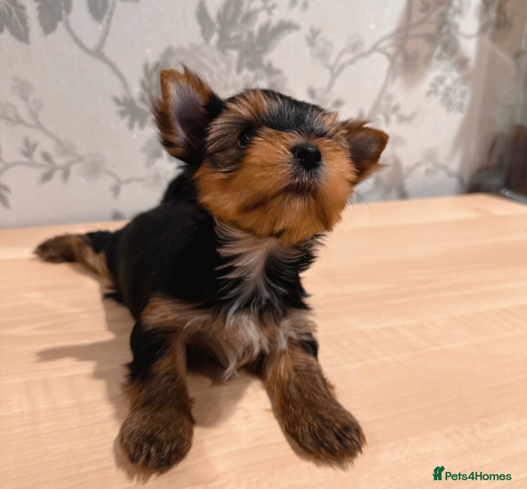 Mixed Breed dogs for sale: Pedigree Yorkshire terrier  - Advert 2