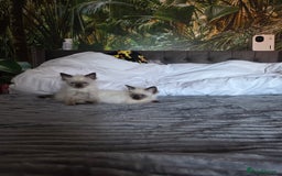 Ragdoll cats for sale: Beautiful ragdoll kittens  - Image 6