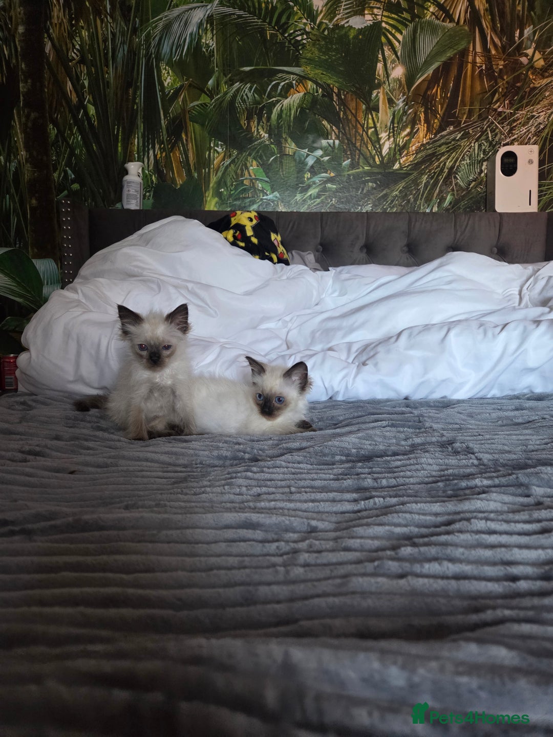 Ragdoll cats for sale: Beautiful ragdoll kittens  - Image 6