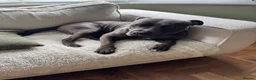 Staffordshire Bull Terrier dogs for sale: Staffordshire bull terrier For Sale in Sheerness - Advert 3