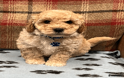 Cavapoochon dogs for sale: Cavapoochon puppies ready for new forever home💕 - Advert 26