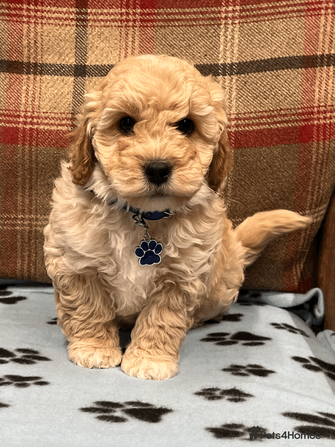 Cavapoochon dogs for sale: Cavapoochon puppies ready for new forever home💕 - Advert 26