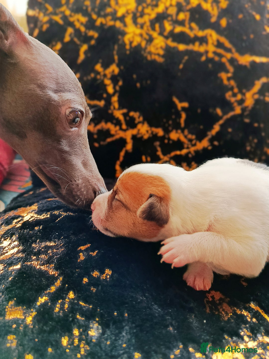 Jack Russell dogs for sale: 🤎🐶 Adorable Jack Russell Terrier Puppies✨ - Advert 17