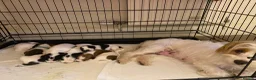 Jack Russell dogs for sale: Jack Russel terrier mix puppies not pure!  - Advert 10