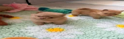 Pomeranian dogs for sale: OUTSTANDING TINY POMERANIAN PUPPIES 🐾 - Advert 23