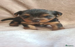 Yorkshire Terrier dogs for sale: Beautiful natured Yorkshire Terrier - Image 3
