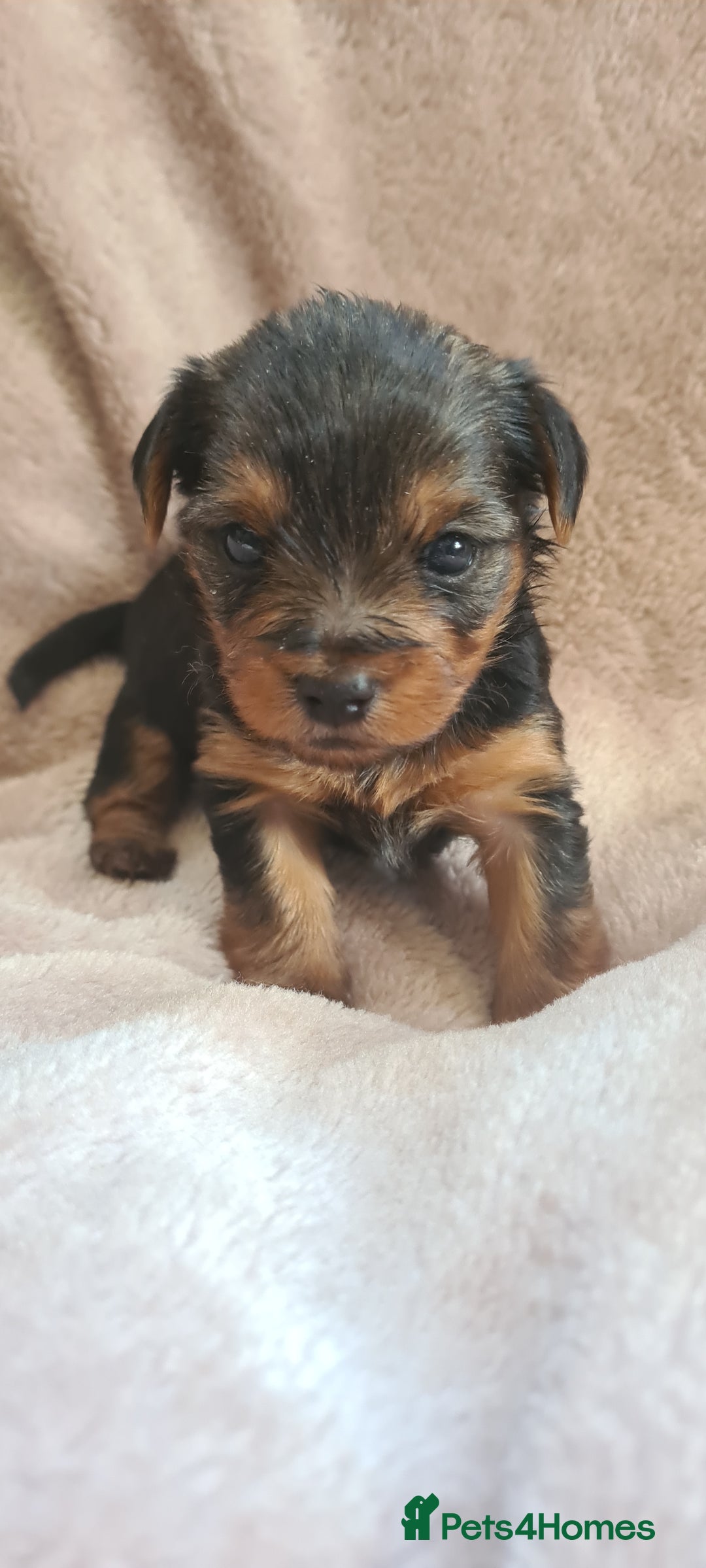 Yorkshire Terrier dogs for sale: Beautiful natured Yorkshire Terrier - Image 3