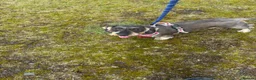 Dachshund dogs for sale: Standard wirehaired dachshund  - Advert 4