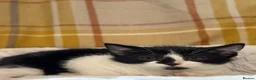 British Shorthair cats for sale: Beautiful Kittens Ready now  - Advert 6