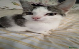 Domestic Shorthair cats for sale: Domestic Shorthair - Image 2