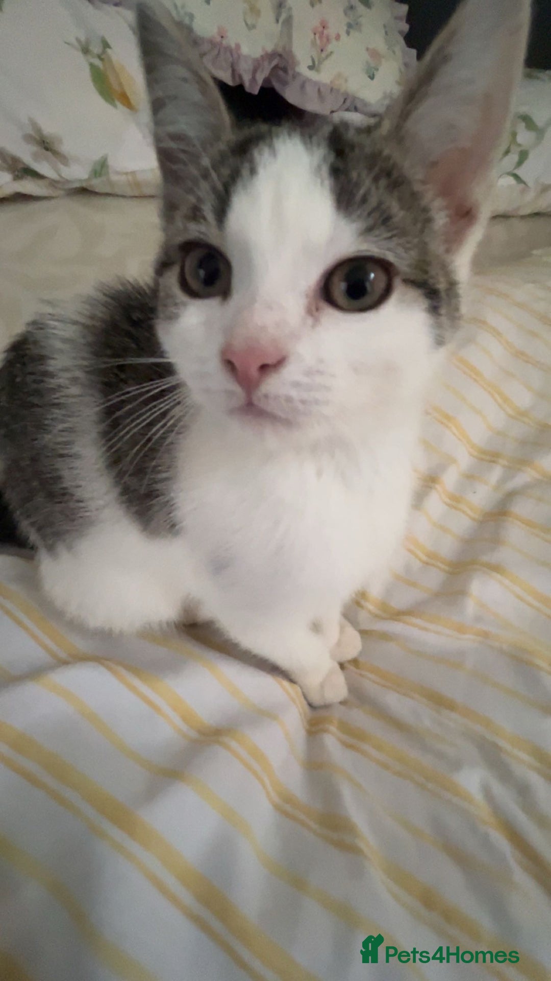 Domestic Shorthair cats for sale: Domestic Shorthair - Image 2