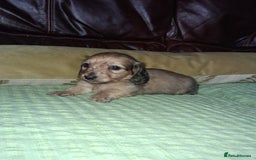 Miniature Dachshund dogs for sale: KC LONGHAIRED MINIATURE DACHSHUNDS  - Image 19