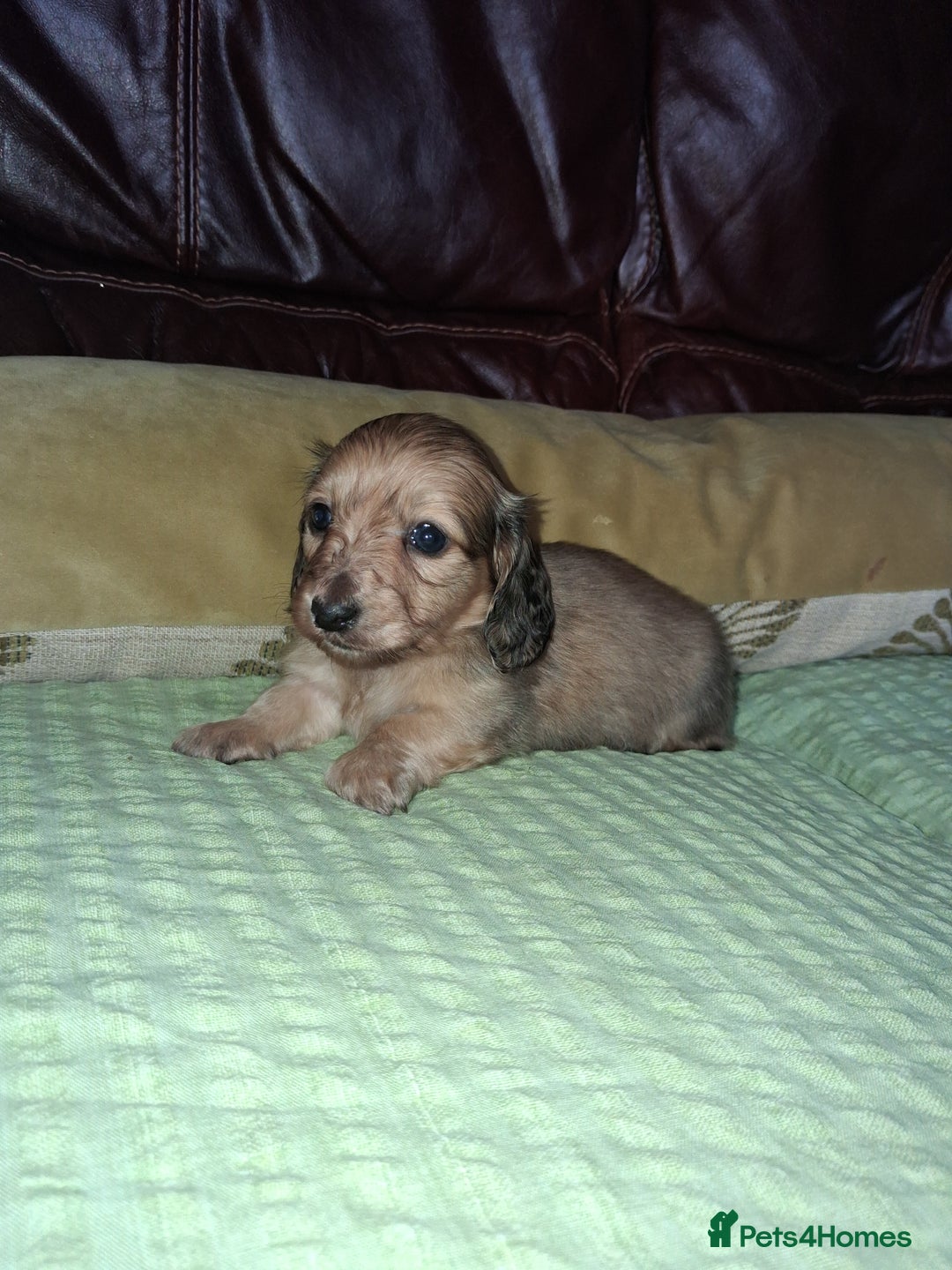 Miniature Dachshund dogs for sale: KC LONGHAIRED MINIATURE DACHSHUNDS  - Image 19