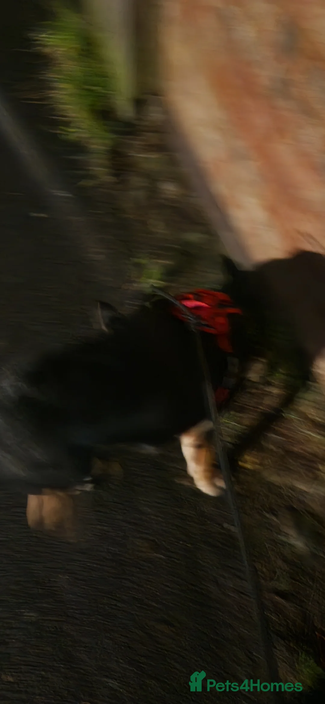 Mixed Breed dogs for sale: German shephard x border collier - Advert 3