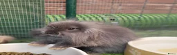 Mini Lion Lop rabbits for sale: Stunning Mini Lion Lops - READY SATURDAY - Advert 5