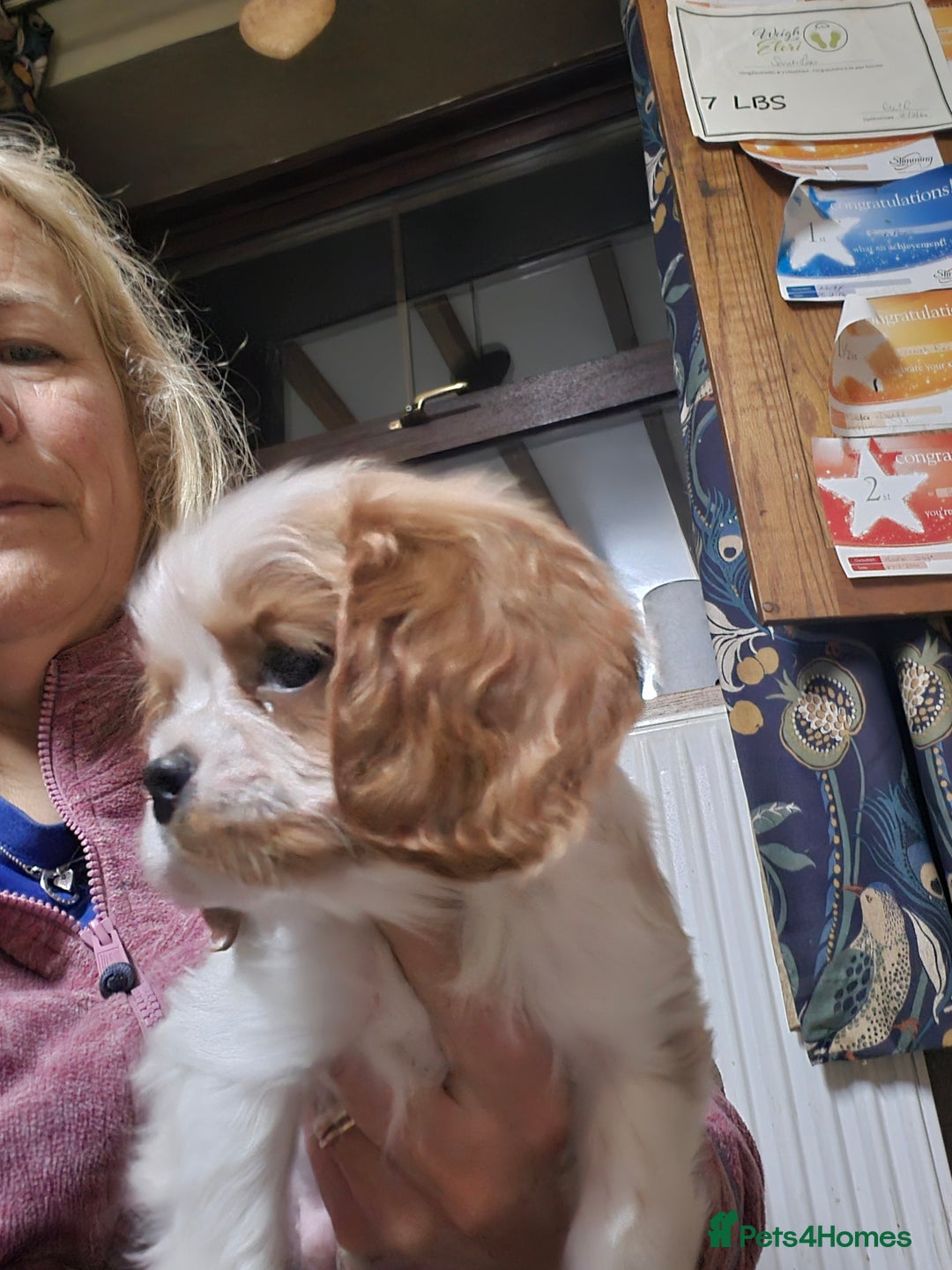 Cavalier King Charles Spaniel dogs for sale: Blenheim Cavalier King Charles spaniel puppies  - Advert 15