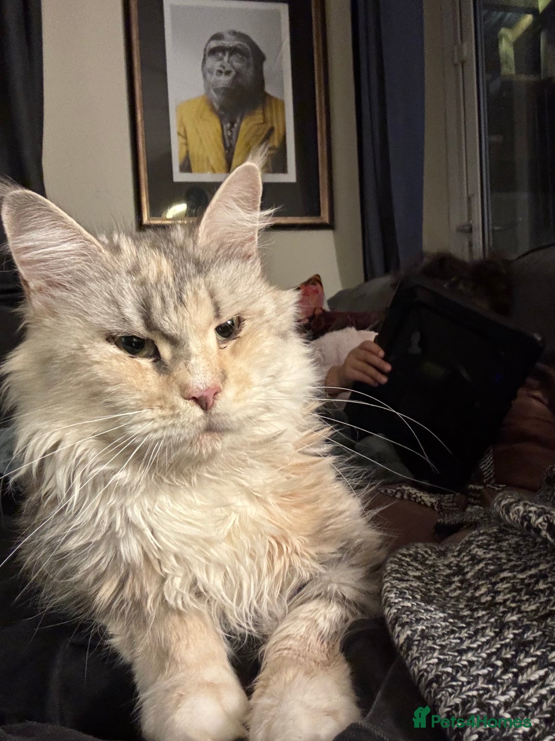 Maine Coon cats for sale: Retired MaineCoon Queen - Advert 6