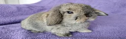 Mini Lop rabbits for sale: Baby mini lops for sale  - Advert 5