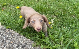 Miniature Dachshund dogs for sale: Miniature dachshund puppies  - Image 2