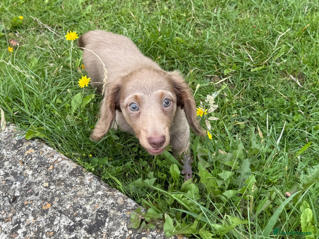 Miniature Dachshund dogs for sale: Miniature dachshund puppies  - Image 2