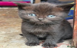 Scottish Fold cats for sale: Beautiful Scottish Kittens – Fold & Straight Ears - Image 3