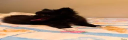 Pomeranian dogs for sale: Fox Face Pomeranian Puppies  in Liverpool - Advert 5