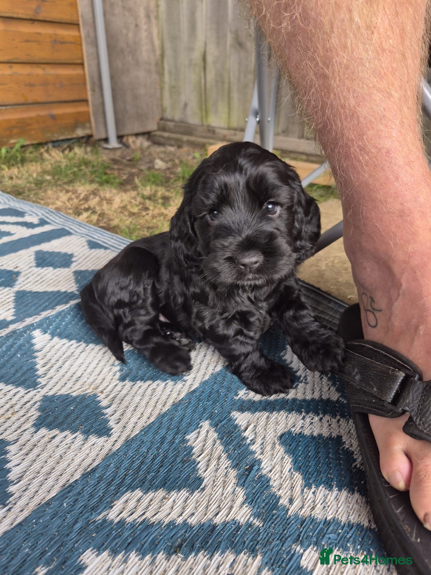 Cocker Spaniel dogs Cocker spaniel puppies - Advert 16