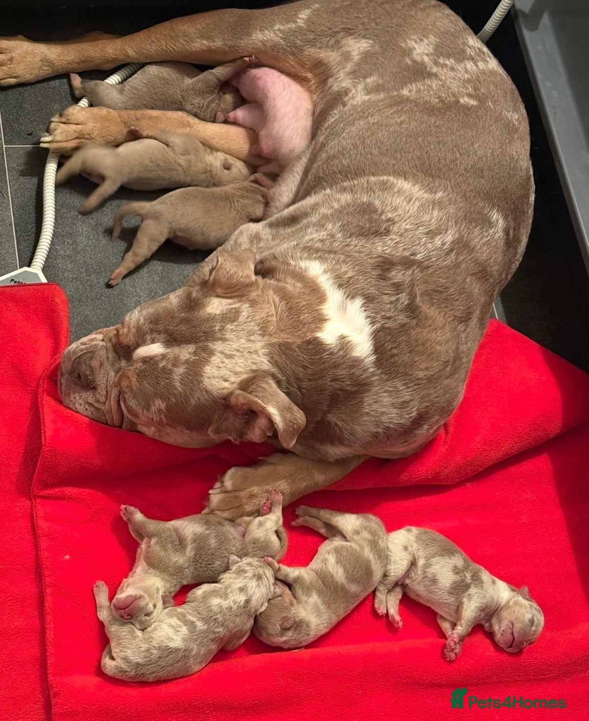Olde English Bulldogge dogs 7 old tyme puppies available  - Advert 2
