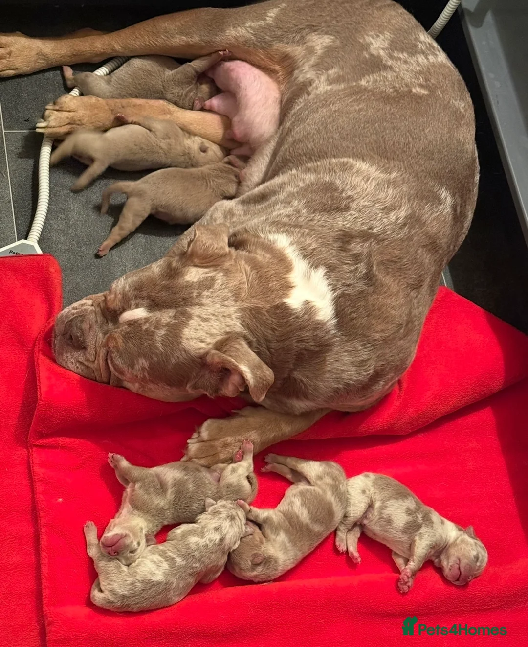 Olde English Bulldogge dogs for sale: 7 old tyme bulldog puppies available  - Advert 21