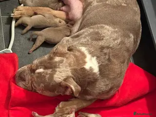 Olde English Bulldogge dogs 7 old tyme puppies available - Advert 2