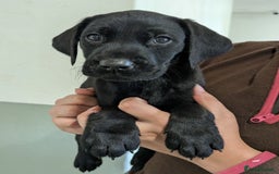 Labrador Retriever dogs for sale: FULLY HEALTH TESTED PARENTS,Smart,Tidy Lab Puppies - Image 9