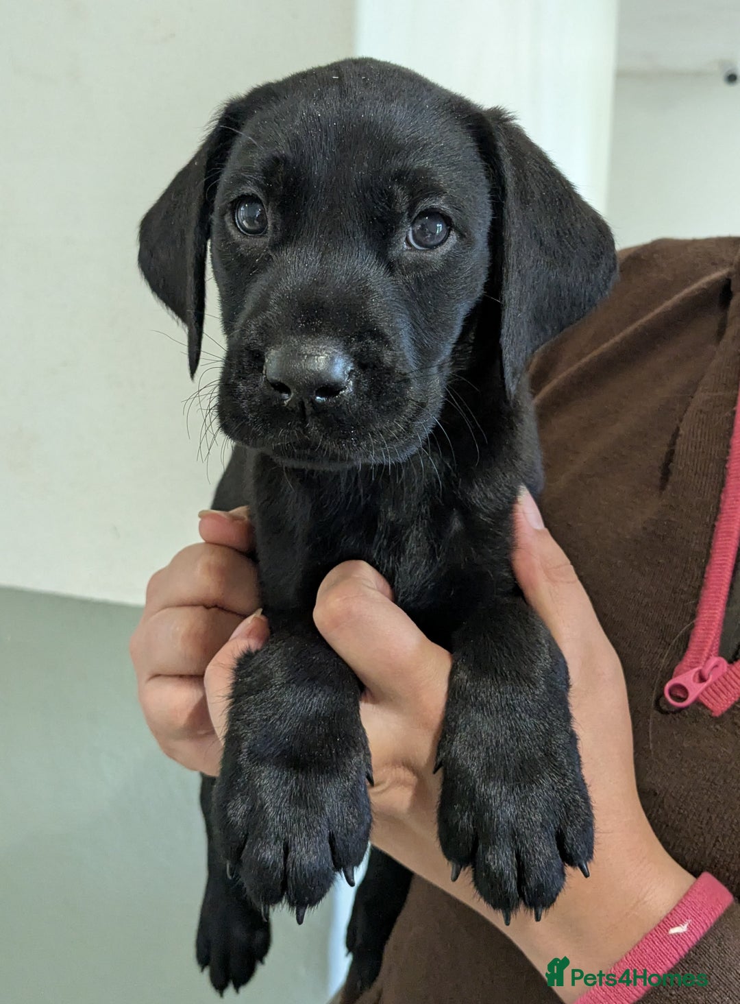 Labrador Retriever dogs for sale: FULLY HEALTH TESTED PARENTS,Smart,Tidy Lab Puppies - Image 9
