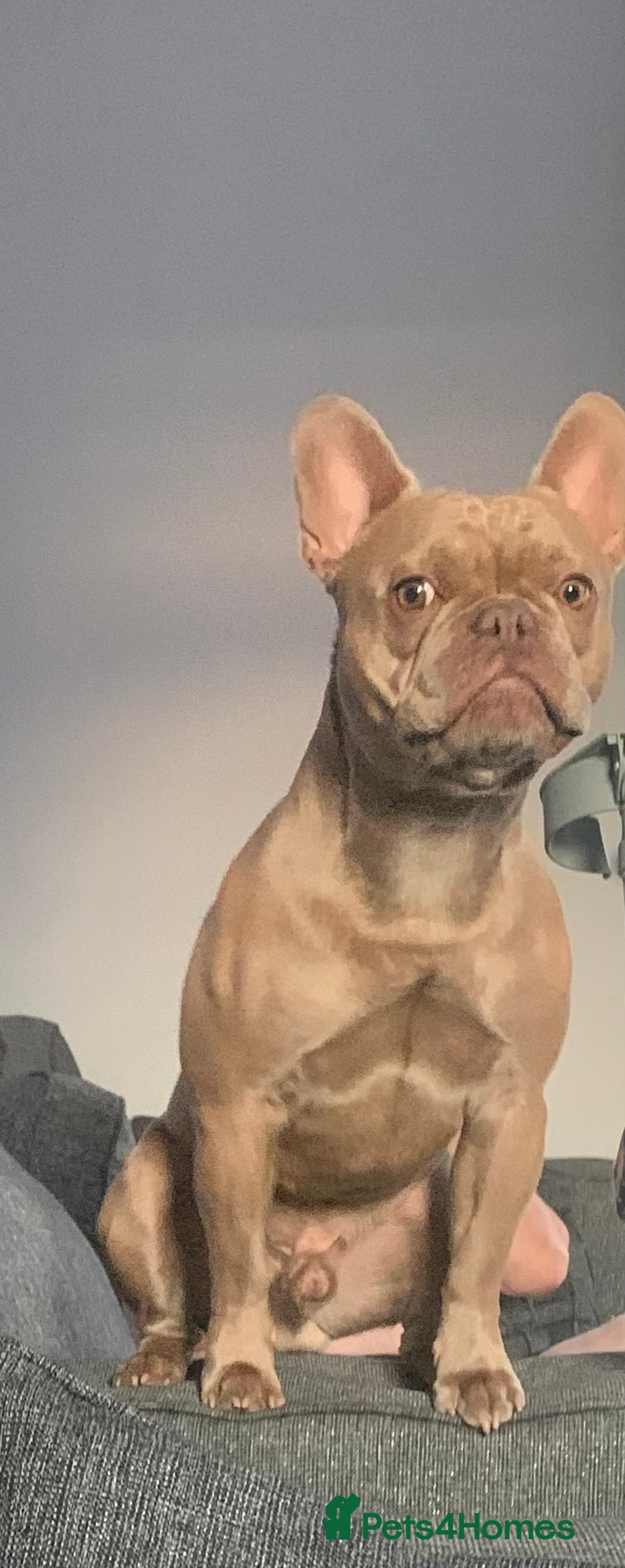 French Bulldog dogs for sale: 5 French bull dogs puppies  - Image 12