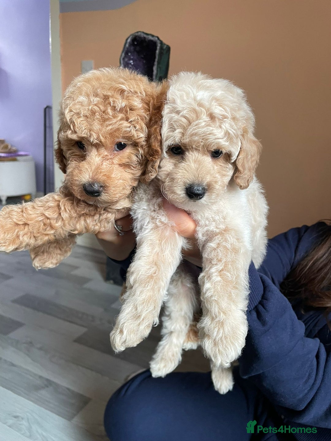 Toy Poodle dogs for stud: Black Phantom Toy Poodle PROVEN - Advert 18