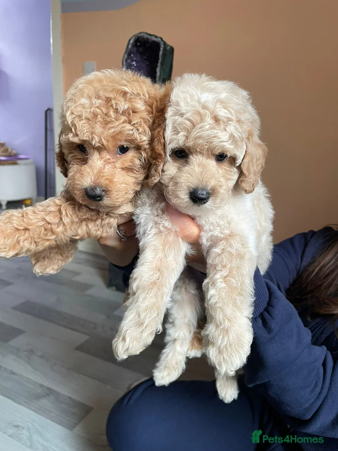 Toy Poodle dogs for stud: Black Phantom Toy Poodle PROVEN - Advert 18