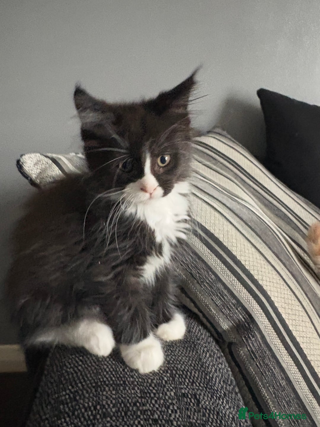 Maine Coon cats for sale: Maine coon and maine coon cross kittens ready.  - Image 7
