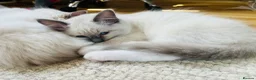 Ragdoll cats for sale: Last Blue Ragdoll kitten friendly health tested - Advert 2
